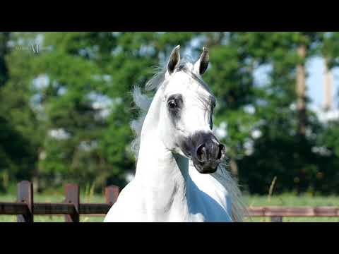 Bint Hazy Al Khalediah