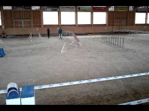 Agility Wettkampf Winterthur 2013 Joker Large 3