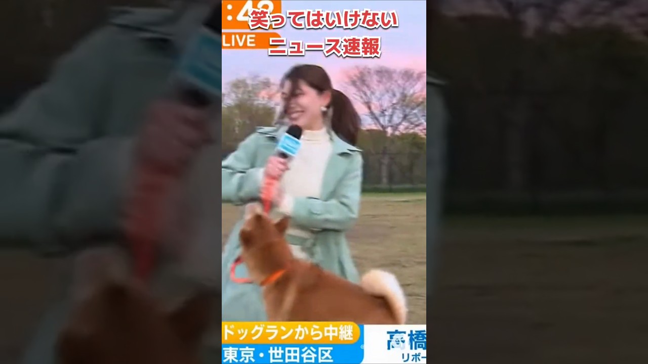 【放送事故】中継先でも言うことをきかない柴犬W