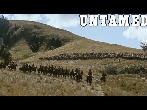 園芸 スコットランドパイン、スコットランドパイン、ノーザンパイン