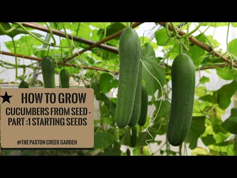 How to Grow Cucumbers from Seeds : Part 1 Starting Seeds!