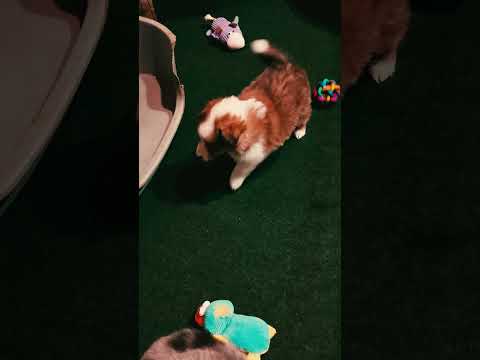 Sheltie Welpe kaufen