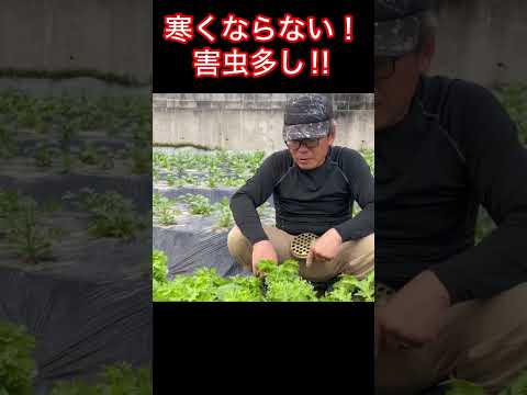 ナメクジやカタツムリに対する障壁を作るために植物の周りに砕いた卵の殻