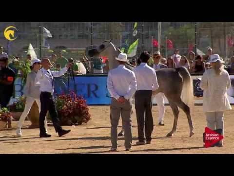 N.53 AJA ARABELLA - MENTON 2017 - Fillies 3 years old (Class 3)
