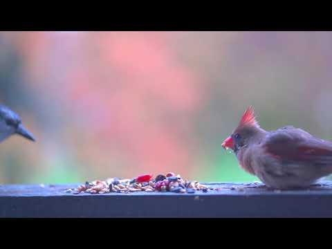 American red cardinal birds Closeup 4k video ( northern cardinal birds male and female red cardinal)