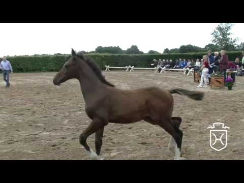 PI154 Hengstfohlen von Colore - Quarz - Limbus