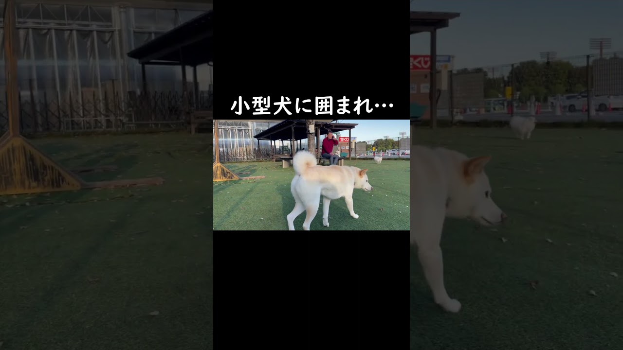 犬慣れしてない柴犬が小型犬に囲まれた結果こうなる🤣＃shorts