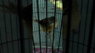 Download lagu Ciblek Gunung (Cigun) #ngebren#ciblek #kicaumania mp3 Download lagu Ciblek Gunung (Cigun) #ngebren#ciblek #kicaumania mp3