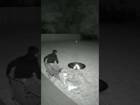 perro alerta a dueño que hay peligro cerca