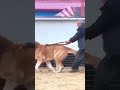 What The Fuck Dangerous Breed Dog Shorts Dangerous Dog Breed