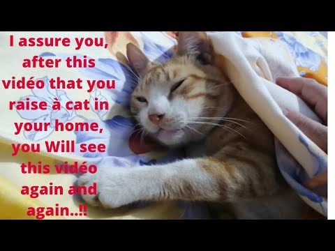 Snuggle Time Is Coming!! Cute cat and his owner sleeping together 2022 Why Does My Cat Sleep on Me