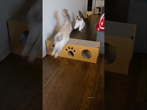 Pretty sure Yoshi could keep running forever