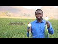 Syngenta Onion Zimbabwe