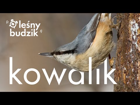 Leśny budzik - Kowalik