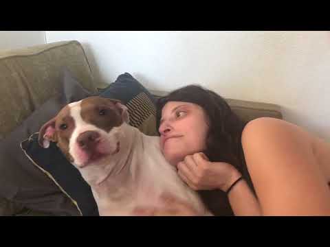 Very Good Dog Makes Case Study About Her Human