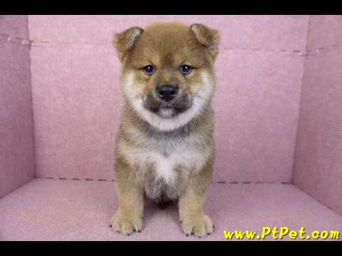 02/05赤色柴犬公幼犬(高雄仁武)