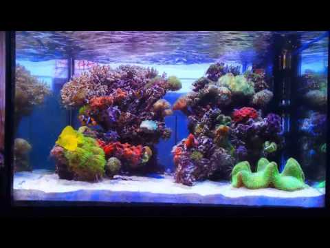 2017-02/26  Reef tank  New record