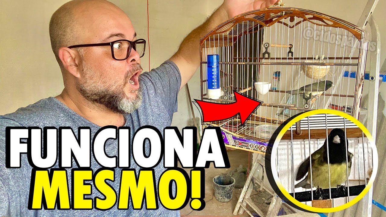 5 Coisas que faz qualquer papa capim cantar muito