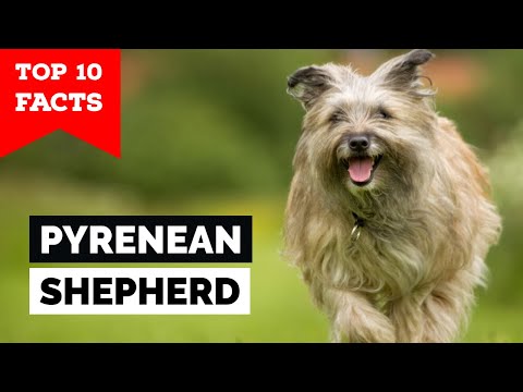 , title : 'Pyrenean Shepherd - Top 10 Facts'