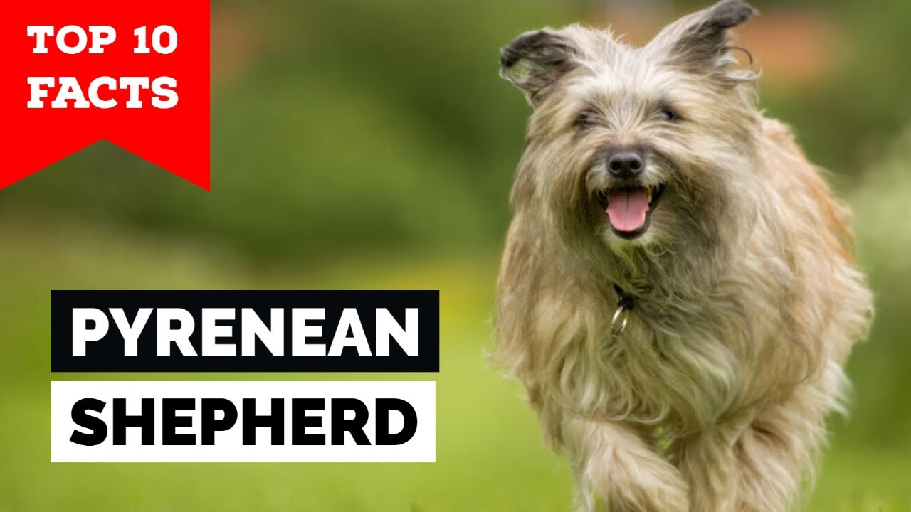 YouTube video preview