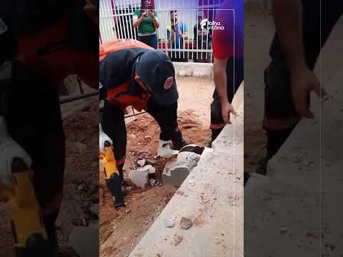 Gata é resgatada após ficar três dias presa em tubulação de creche no ES