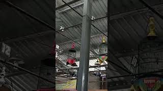 Download lagu lomba burung pleci g16 full mp3 Download lagu lomba burung pleci g16 full mp3