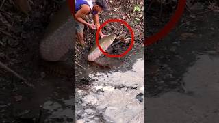 Download lagu Melepas Ikan Arapaima #shorts mp3 Download lagu Melepas Ikan Arapaima #shorts mp3