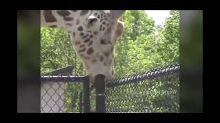 giraffe giving top to a pole