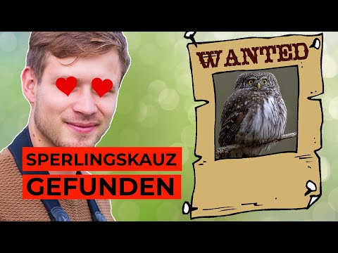Du willst Eulen finden? So gehts!