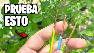 ELECTROCULTURE: REAL SCIENCE OR SMOKE? 🌱⚡ Watch This BEFORE and AFTER | Ivan's Garden