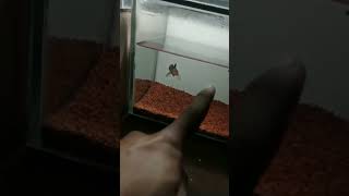 Download lagu cerita semenit - story WA kamar chana #chanaindonesia #chanalimbata #fypシ #youtubeshorts #aquarium mp3