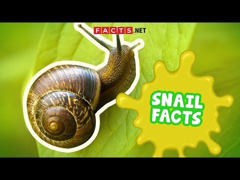 Snail Facts You Probably Didn't Expect