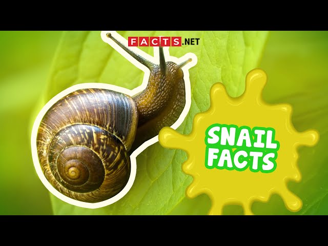 11 fascinating facts about shells and other things you find on