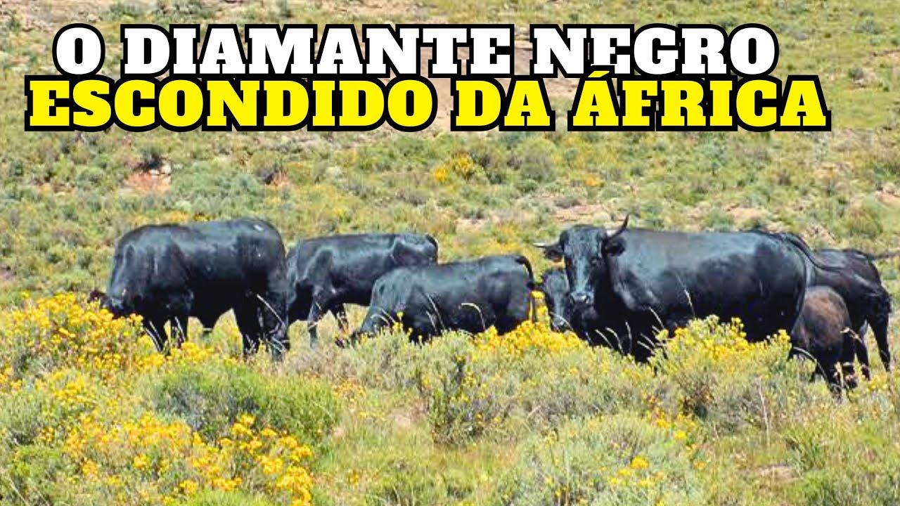 A RAÇA AFRICANA Que Pode REVOLUCIONAR a PECUÁRIA BRASILEIRA