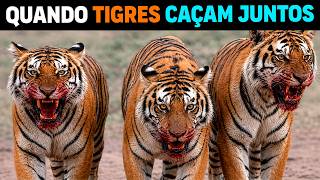 🚨 AGORA! Bando de Tigres ESTÁ EXTERMINANDO LEOPARDOS na Índia