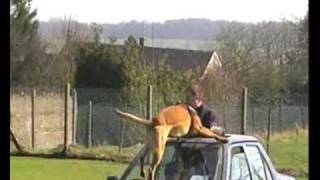 preview picture of video 'Rox 3 brigade canine de seraing en démo à Strée'