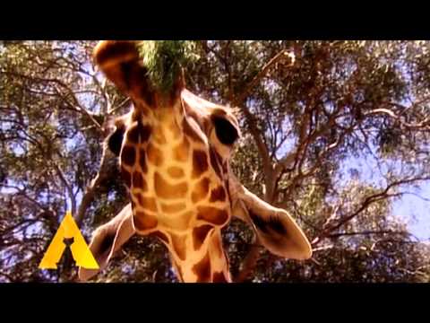 Arca lui Noe, 28 martie