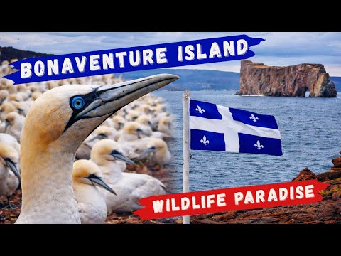 Percé & Bonaventure Island | Home of the Northern Gannets
