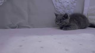 ブリティッシュショートヘアの動画01