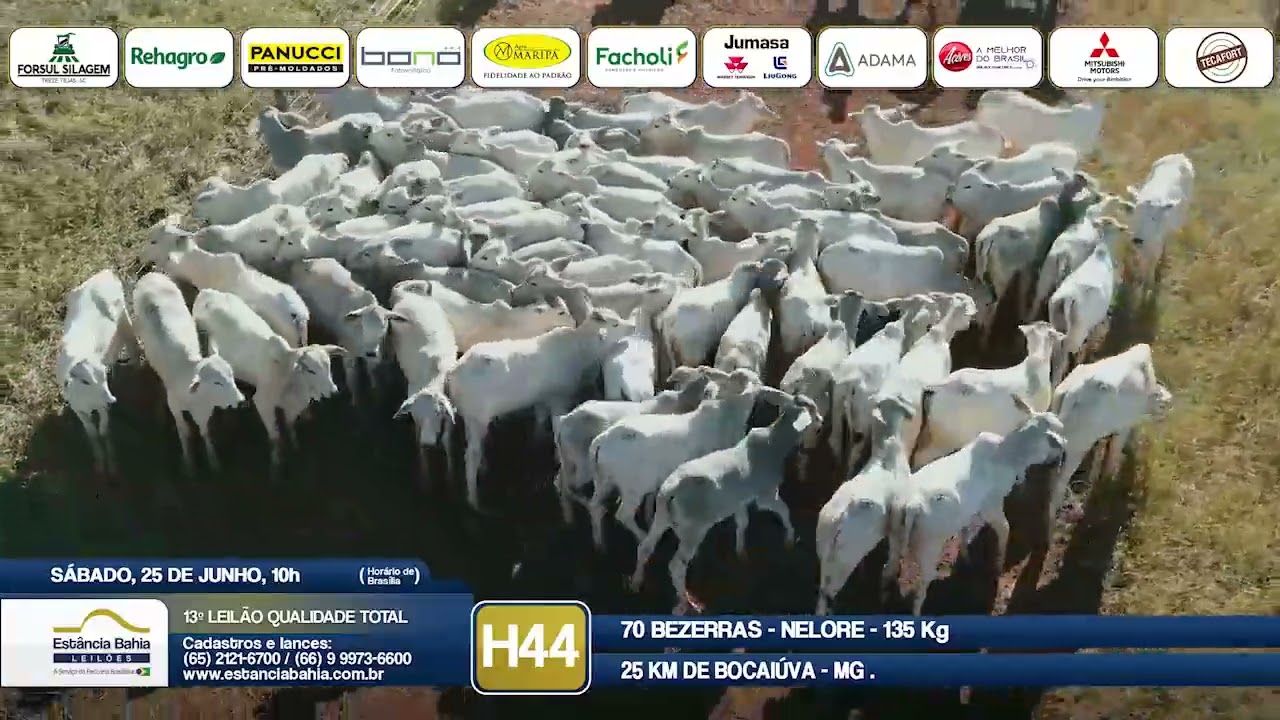 Vídeo LOTE H44 - 13º Leilão Qualidade Total 2022