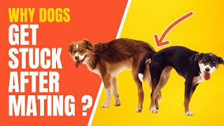 Why Dogs Get Stuck After Mating ? What Do You Have To Do ! Mating Process Explained | Topissimo