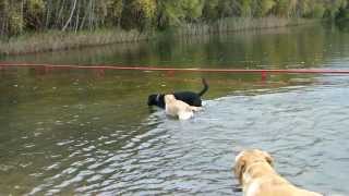 preview picture of video '3.11.2013 - Labbiland Ausflug - Hunde-Wiese im Freizeit- und Tierpark Germendorf (bei Oranienburg)'