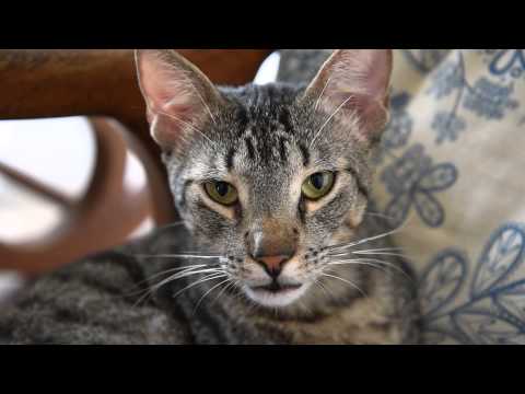 Our Cat Oliver chilling out & grooming himself/ Nuestro gato Oliver se relaja y acicala