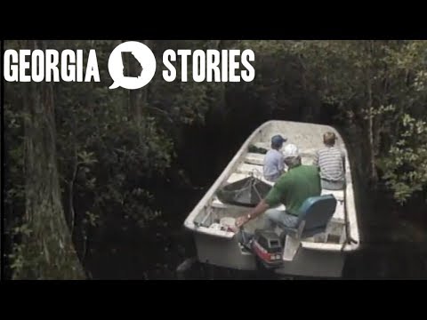 A tour through the Okefenokee Swamp | Georgia Stories