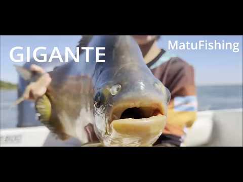 Pescando Pacus GIGANTES En Itati, Corrientes - MatuFishing