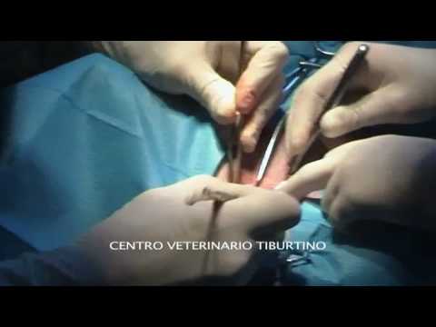 Unguento cipolla per giunti Donna 59 anni mal di schiena