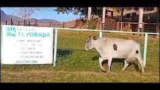 LOTE 12 - 1875 SL ALVORADA (6930-CS)