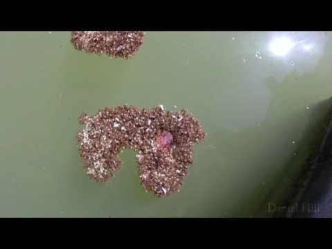 Floating Fire Ants vs. Penny!