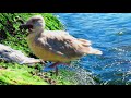 Seagull Finds Starfish Lighthouse Park West Vancouver BC