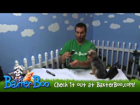 download lagu mp3 mp4 Skull Dog Harness, download lagu Skull Dog Harness gratis, unduh video klip Skull Dog Harness